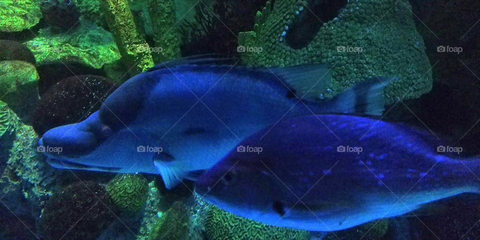 large fish in the big tank at Boston Aquarium