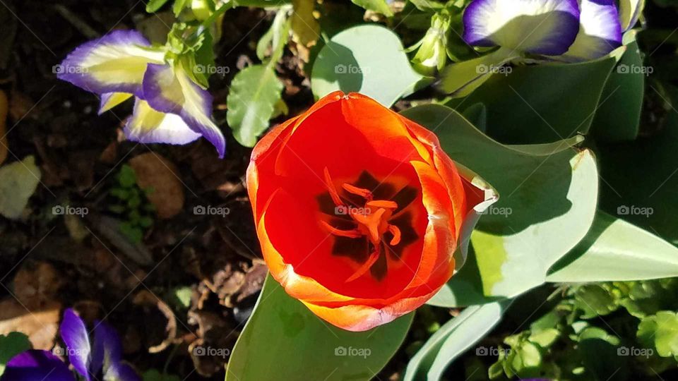 Beautiful tulip