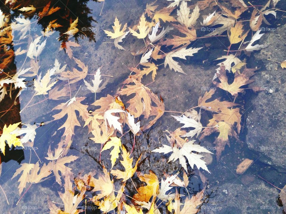 Leaves under the water . Autumn mood... 