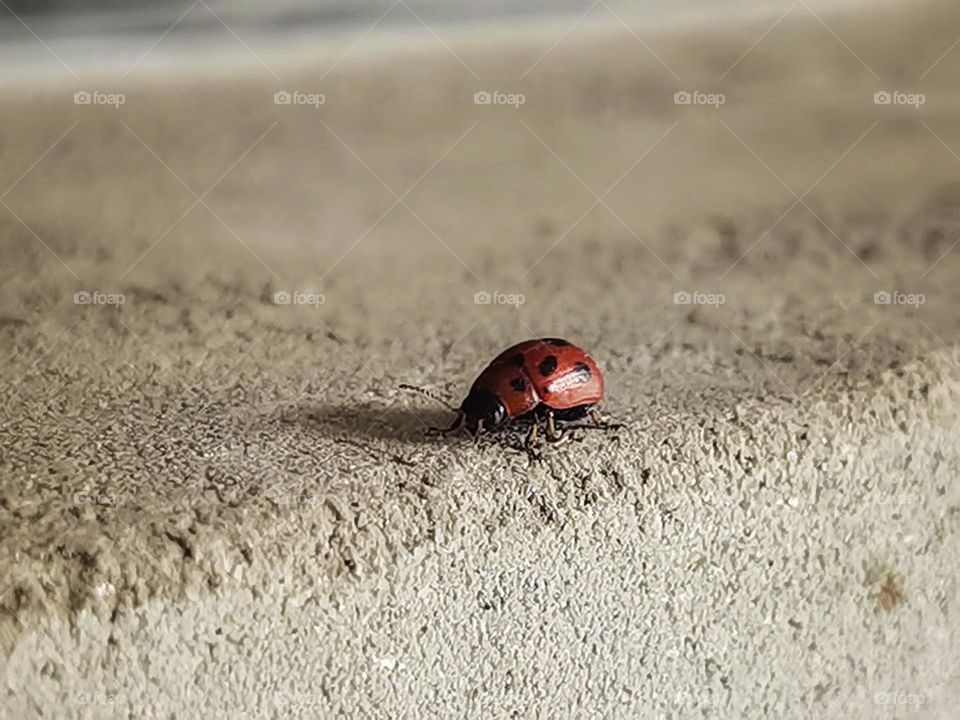 Ladybug