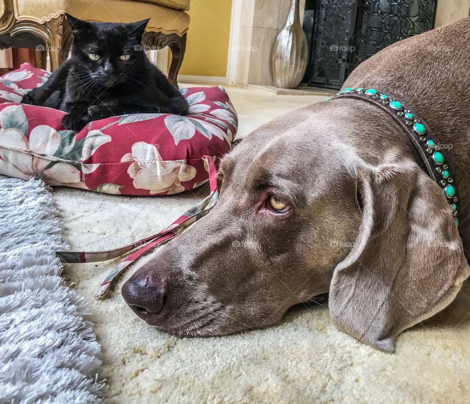 Black cat looking at a Weimaraner lying down on the floor