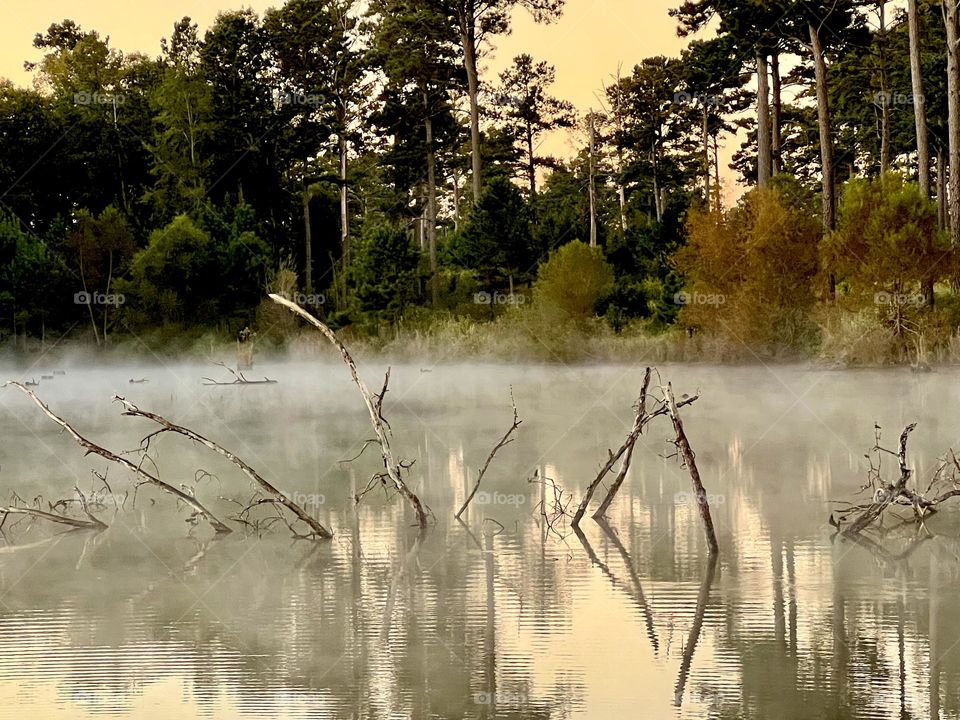 Early morning view of the woodland pond, when water and fog still meet at the surface.