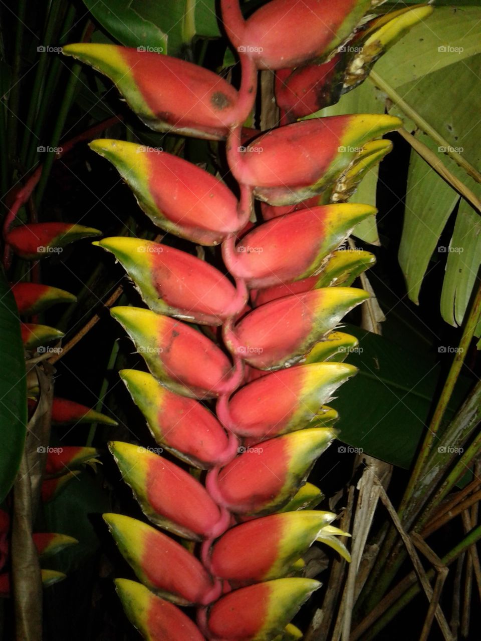 Jangal parrot (Heliconia species)