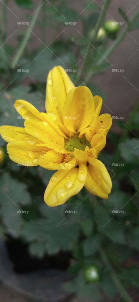 when beautiful daisy blooms