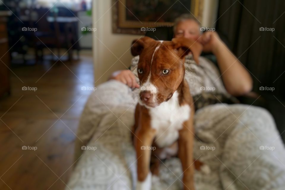 Our Catahoula pit bull mix puppy dog sitting with a man relaxing