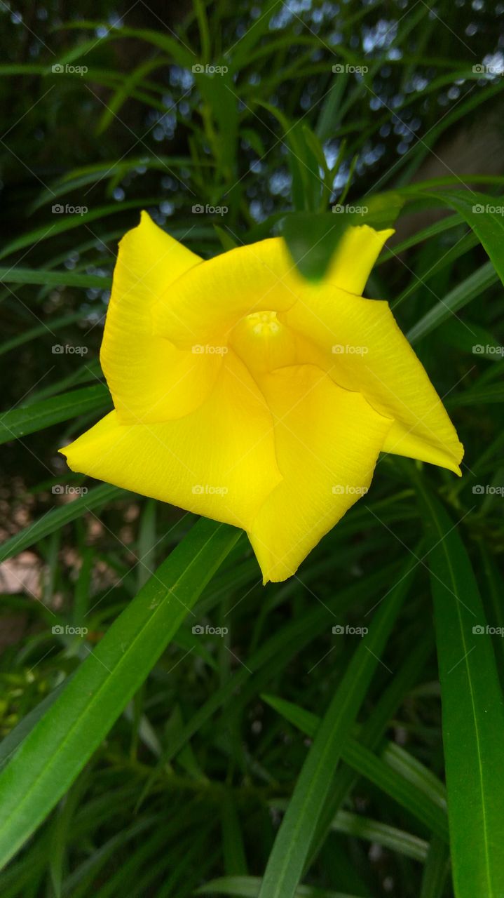 cute yellow flower