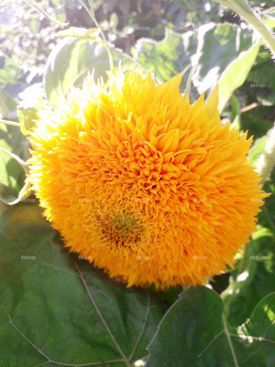 sunflower