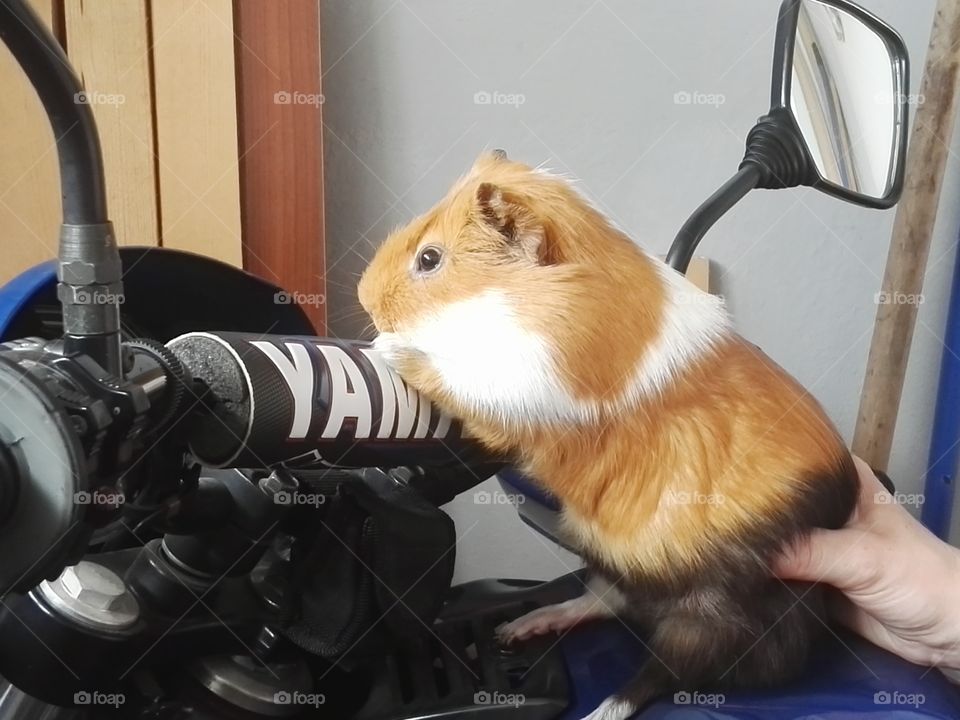 Hamster driving a motorcycle