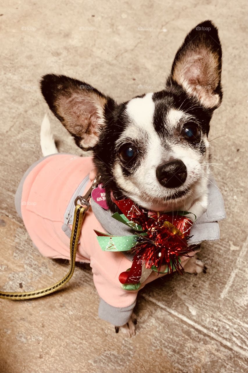 Coat wearing weather even for a pup