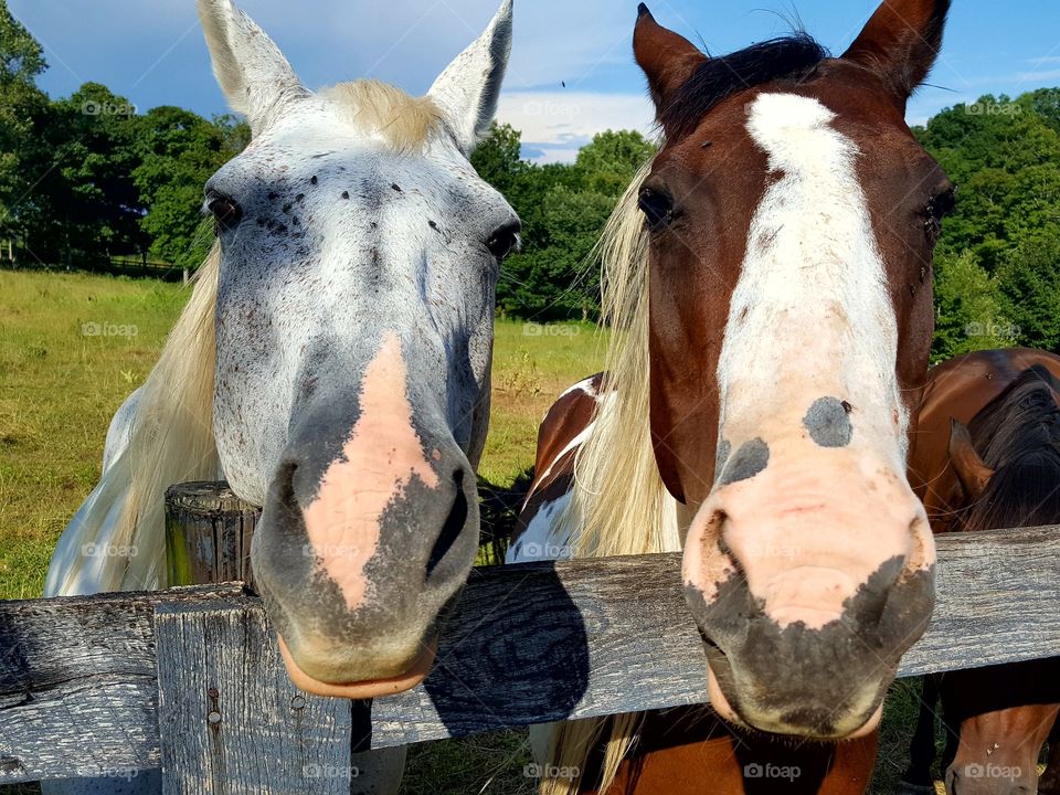 Horses saying hello!