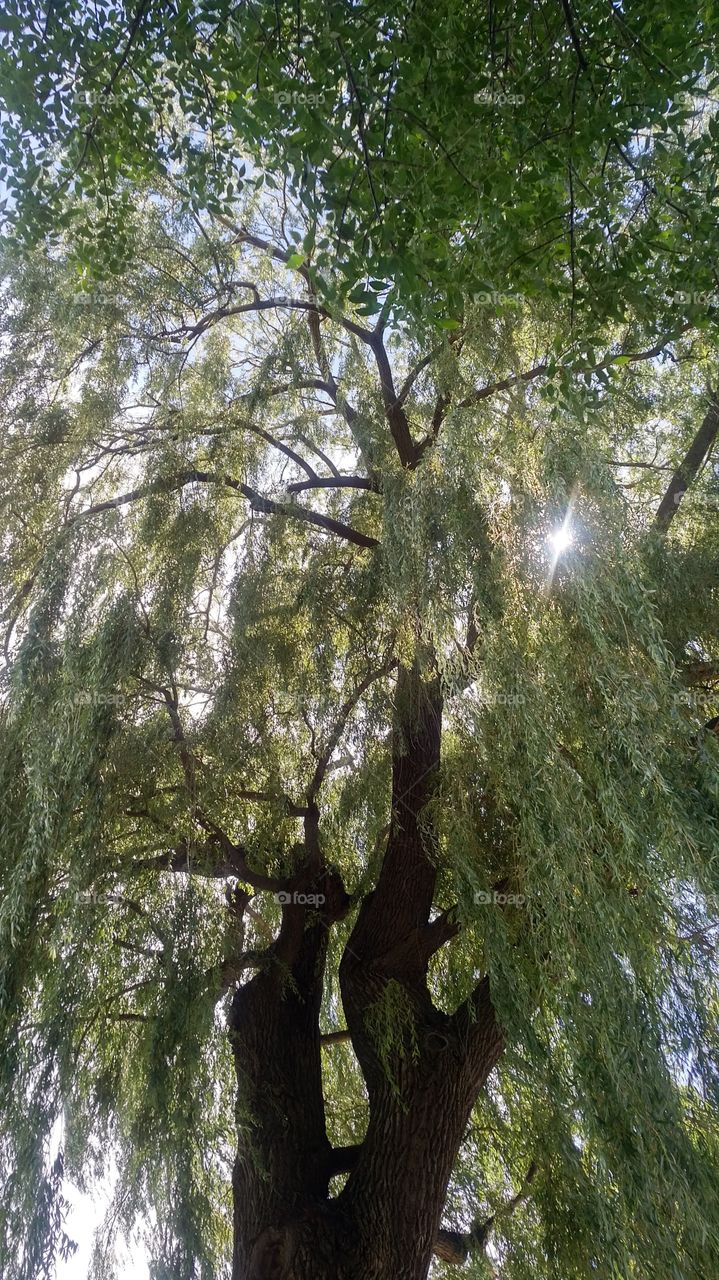 Happy Weeping Willow