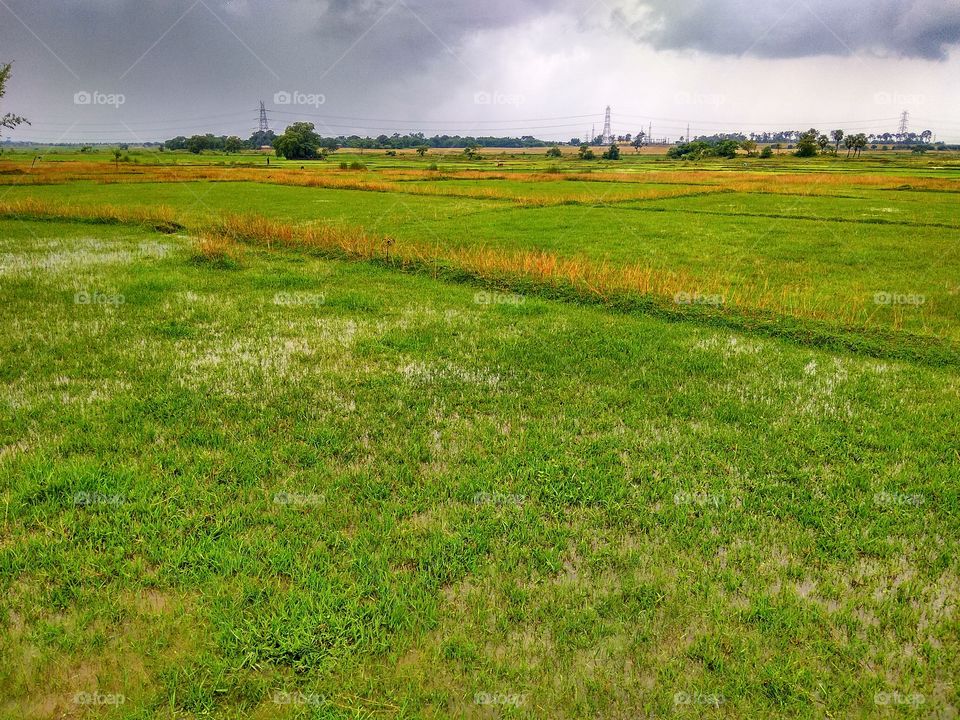 Grass land