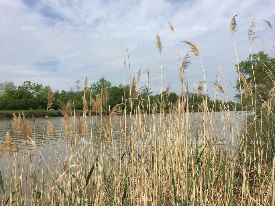 Tall grass along Erie Canal 