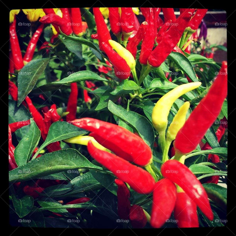 Chili Pepper Plant