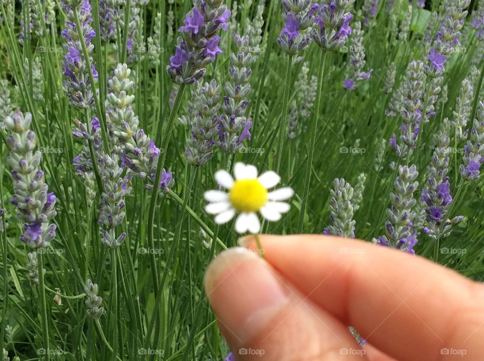 Camomile Bloom in  Lavender Field