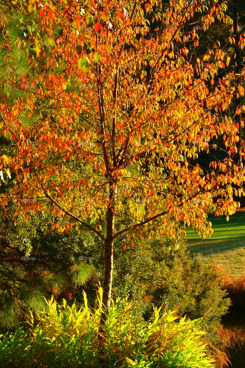 Autumn tree in park