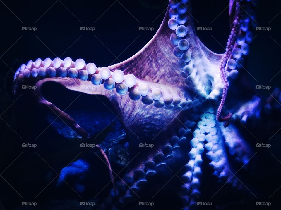 Octopus down under 