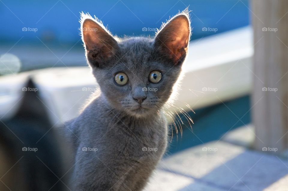 Smoke colored kitten 