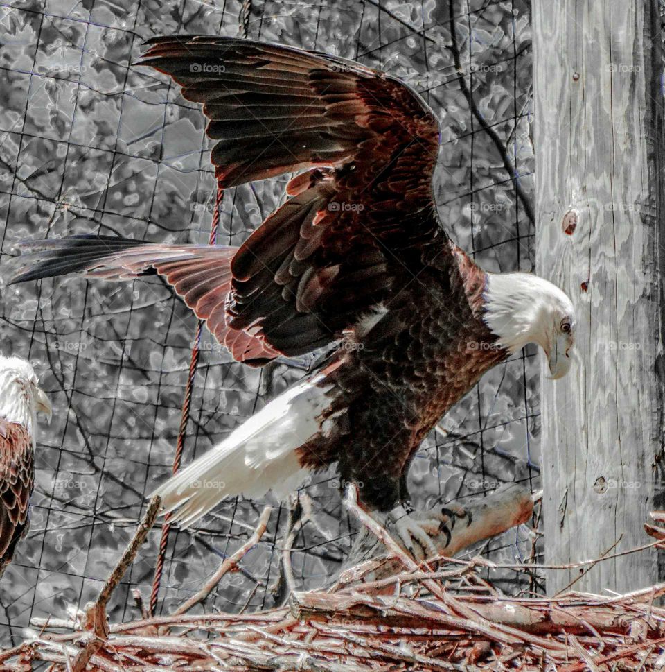 Bald Eagle