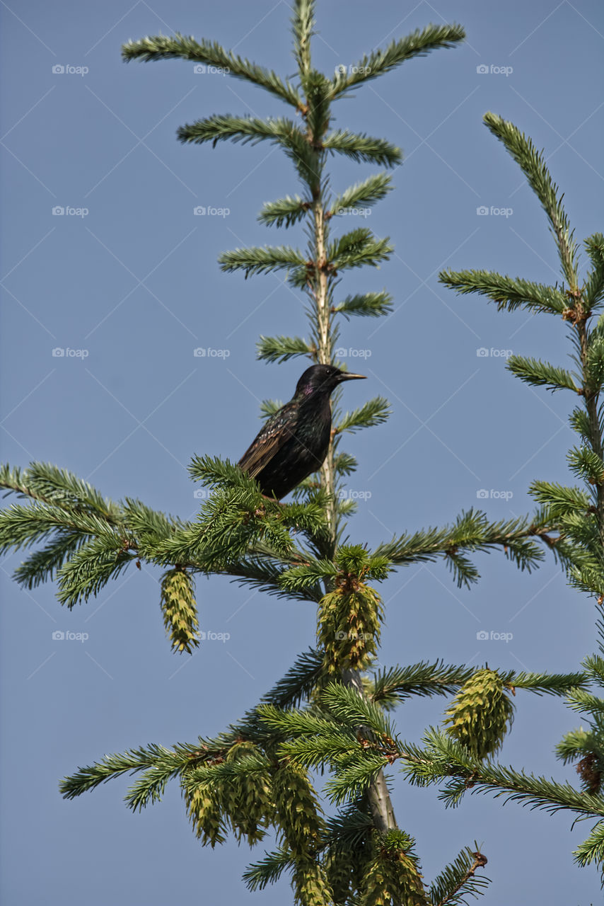 Bird in the tree