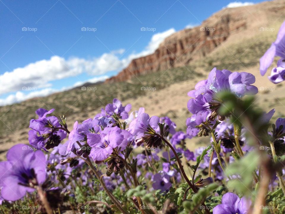 Spring desert