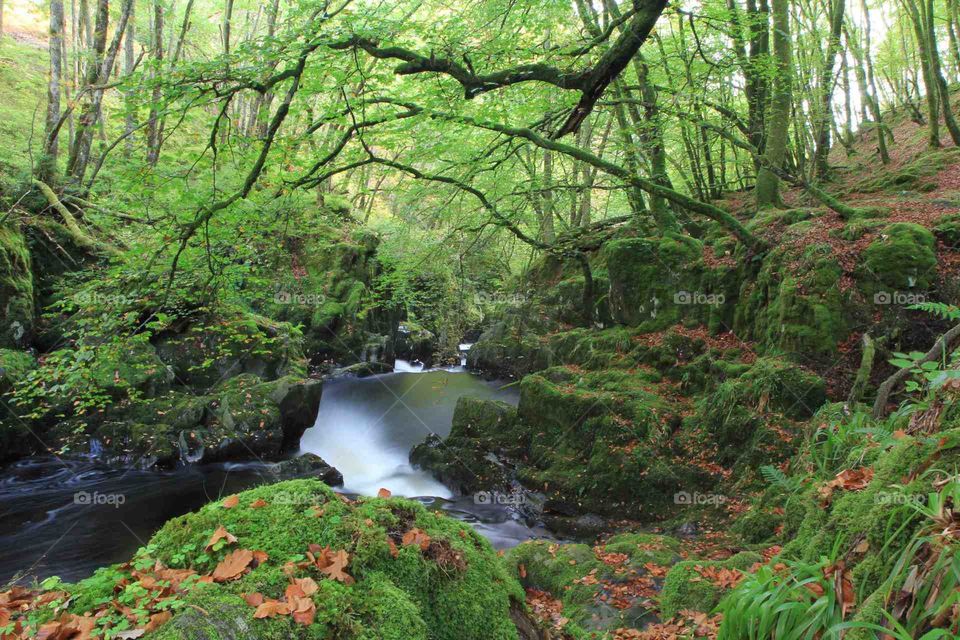 View of river flowing in forest, Pitlochry, Scotland