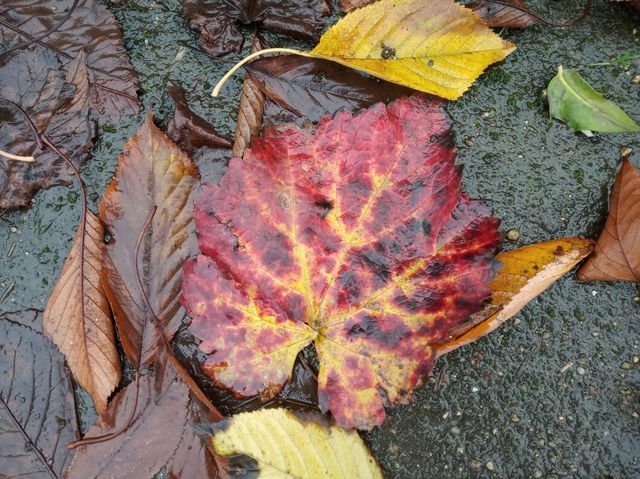 Fire Leaf