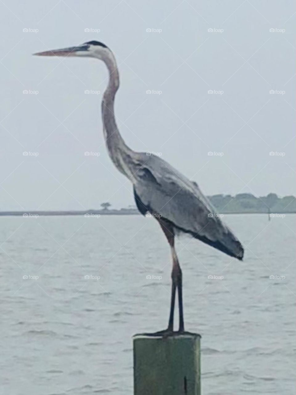 A blue heron poses for me on a piling in St Charles bay in Texas. 