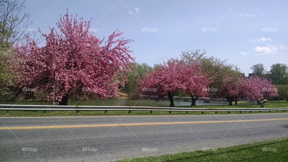 Tree, Cherry, Park, Flower, Season