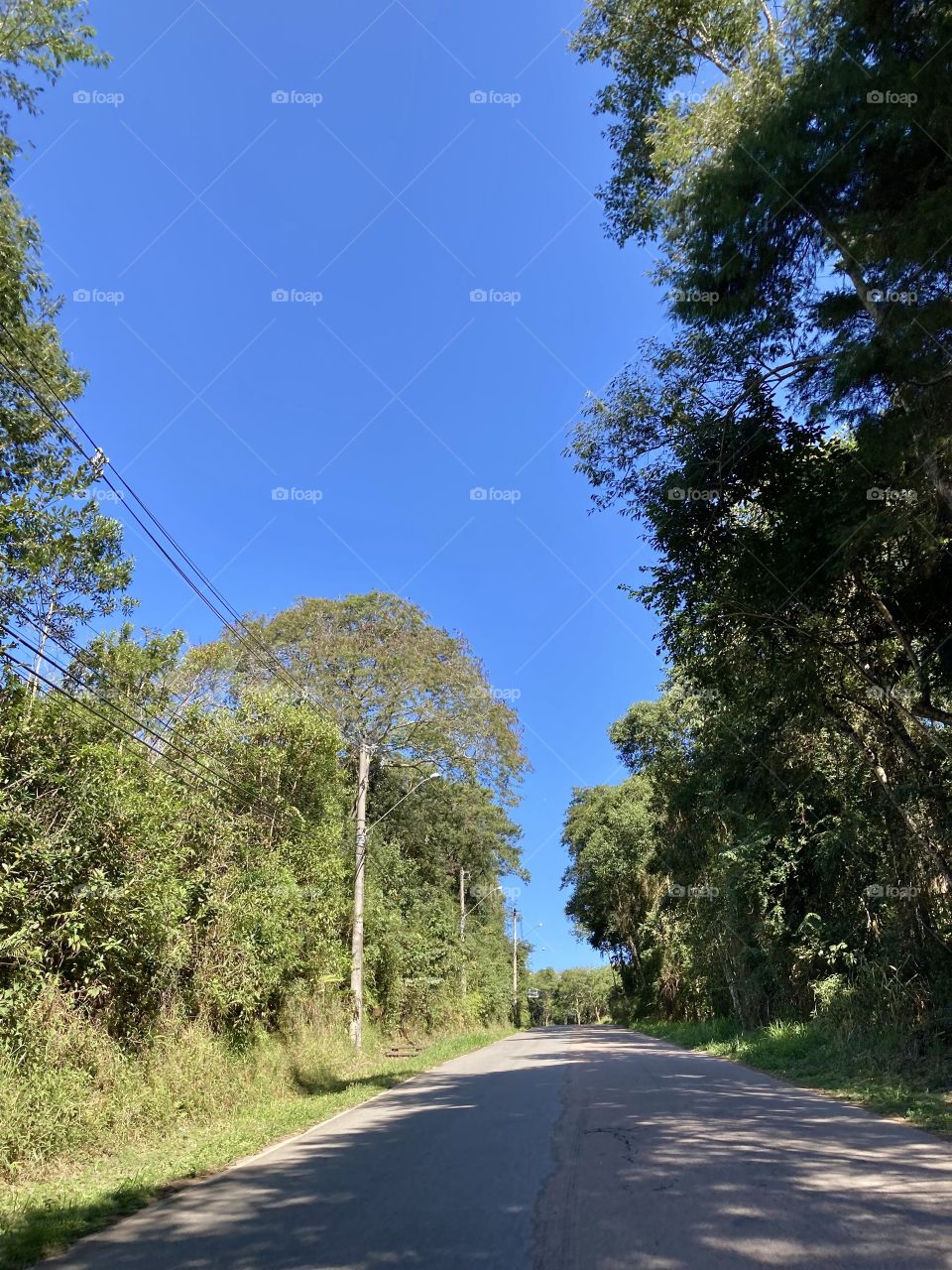 As cores da minha preferência: o azul do céu e o verde do mato.

Aqui na Serra do Japi, combinadas com o ar puro, aliviam a mente e relaxam o corpo.

Natureza preservada para contemplarmos: é disso que precisamos!