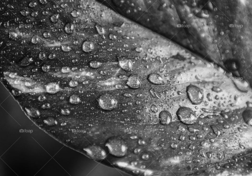 Black and White Macro Leaves