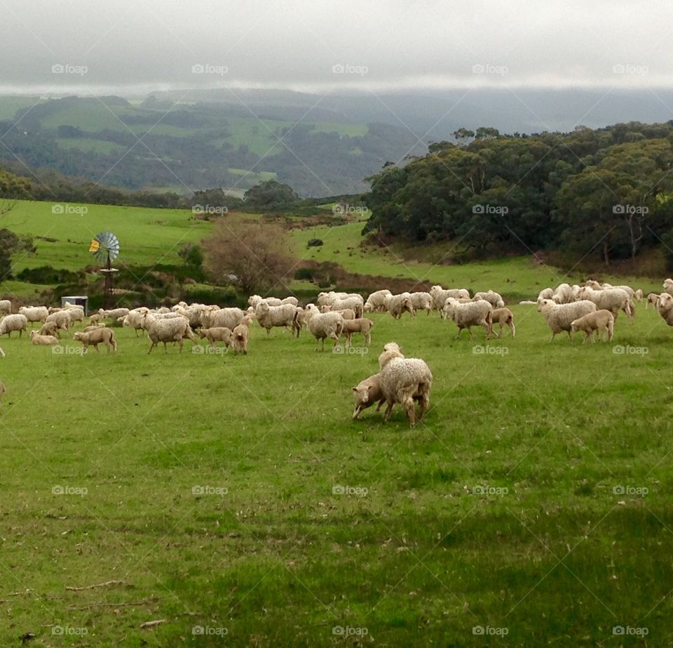 Sheep in a meadow pastoral south Australian hills scene 