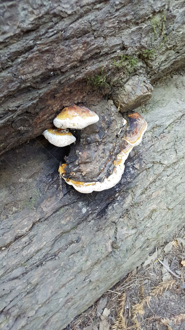 shelf fungus