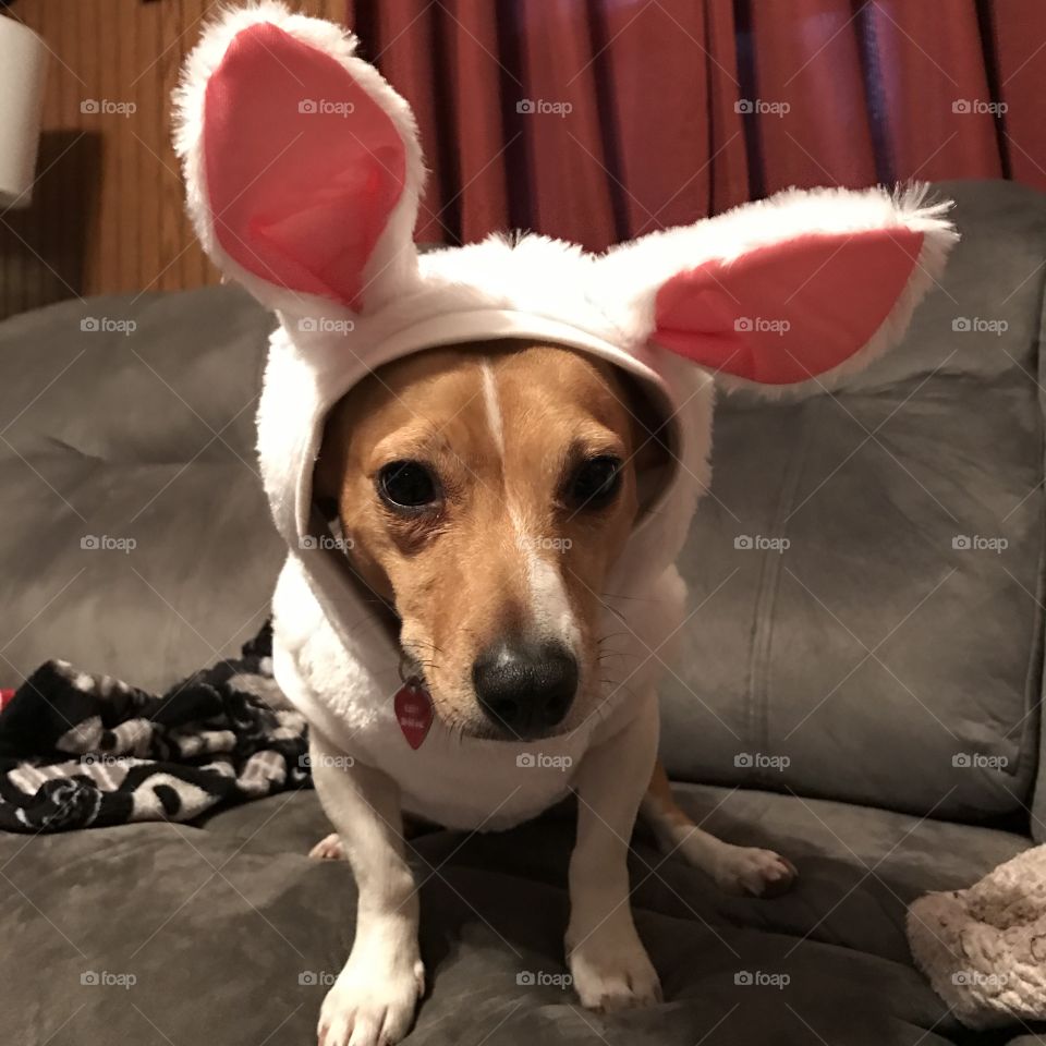 Puppy Easter Bunny