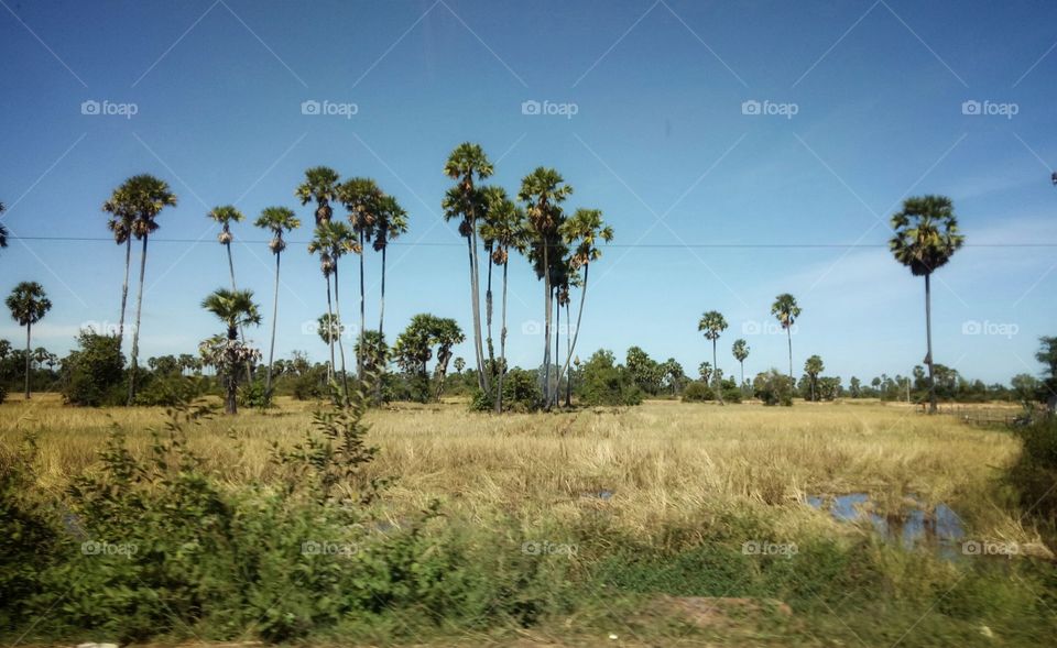 Rice paddy field: country side view. Road trip in Cambodia, south east Asia