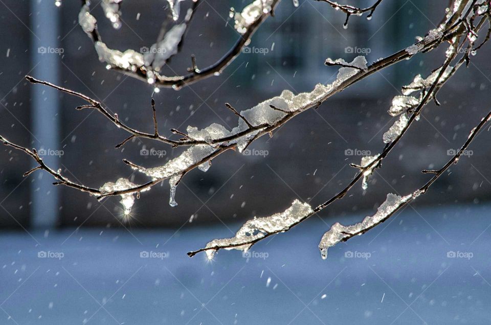 Close-up of frozen branch