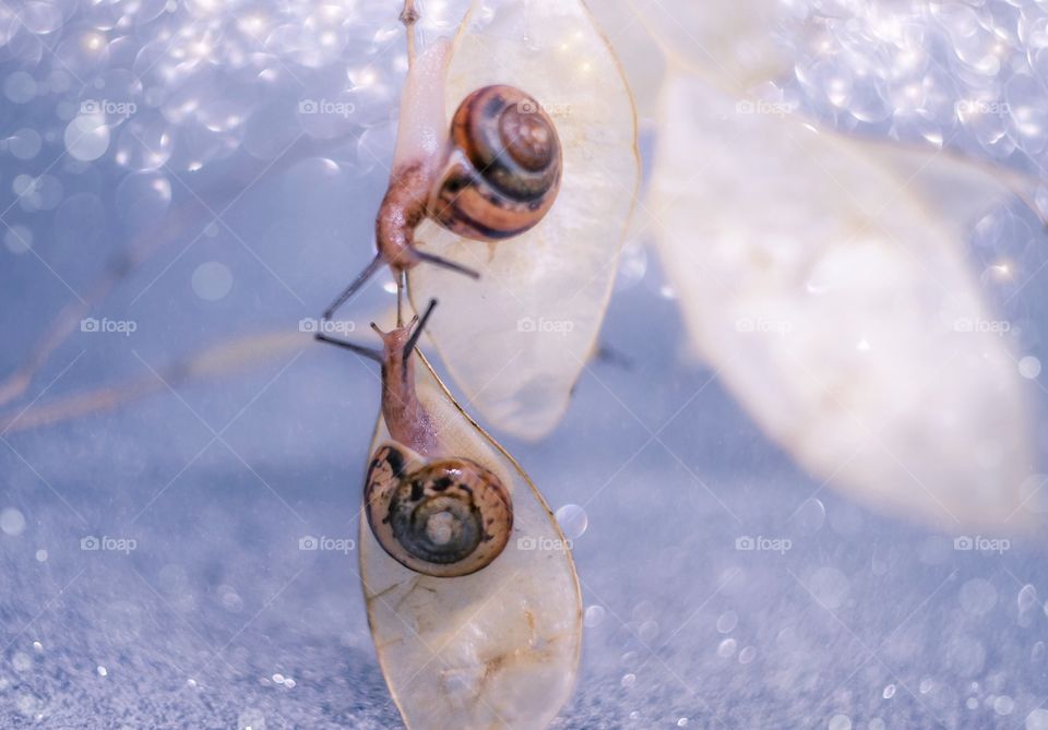 Two snails 