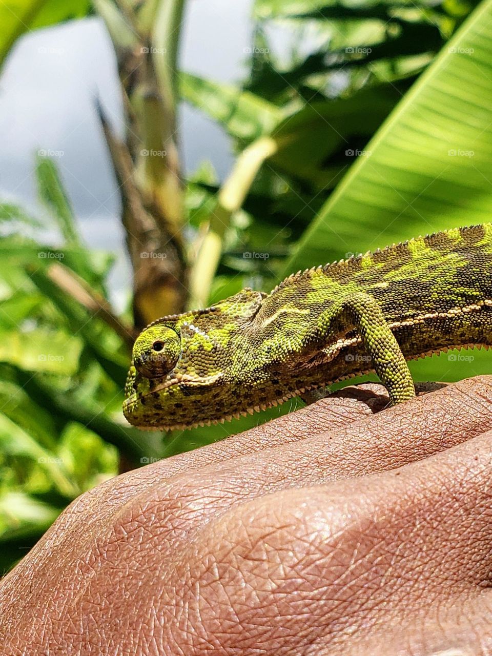 Flap-necked chameleon on my hand.

April 18, 2023
01:16pm