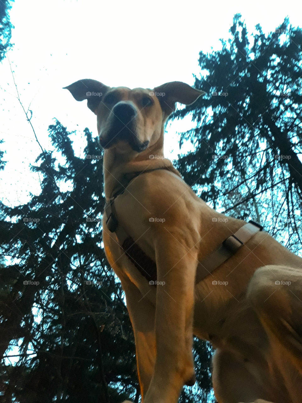 Great sitting dog from below. Honey colour with white sky and trees on background