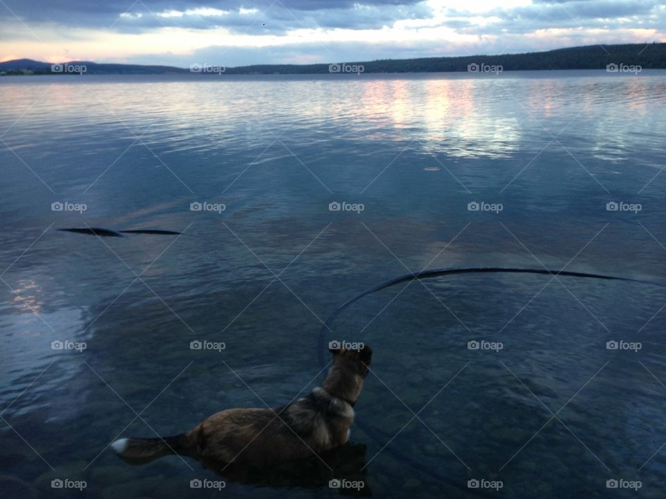 A medium-sized dog looks out across a lake on a cloudy day near sunset.