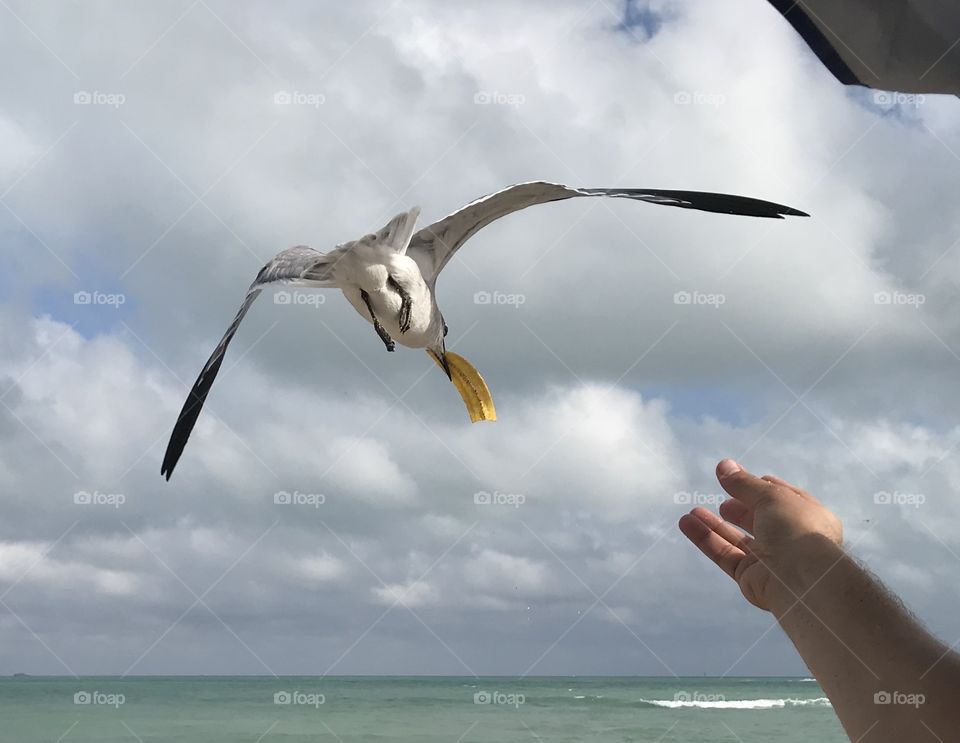 Eating the bird 