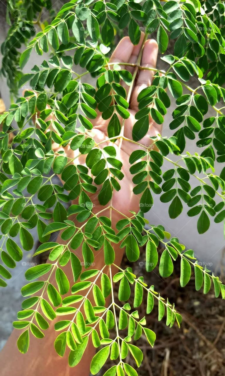 Moringa-  The Miracle Tree