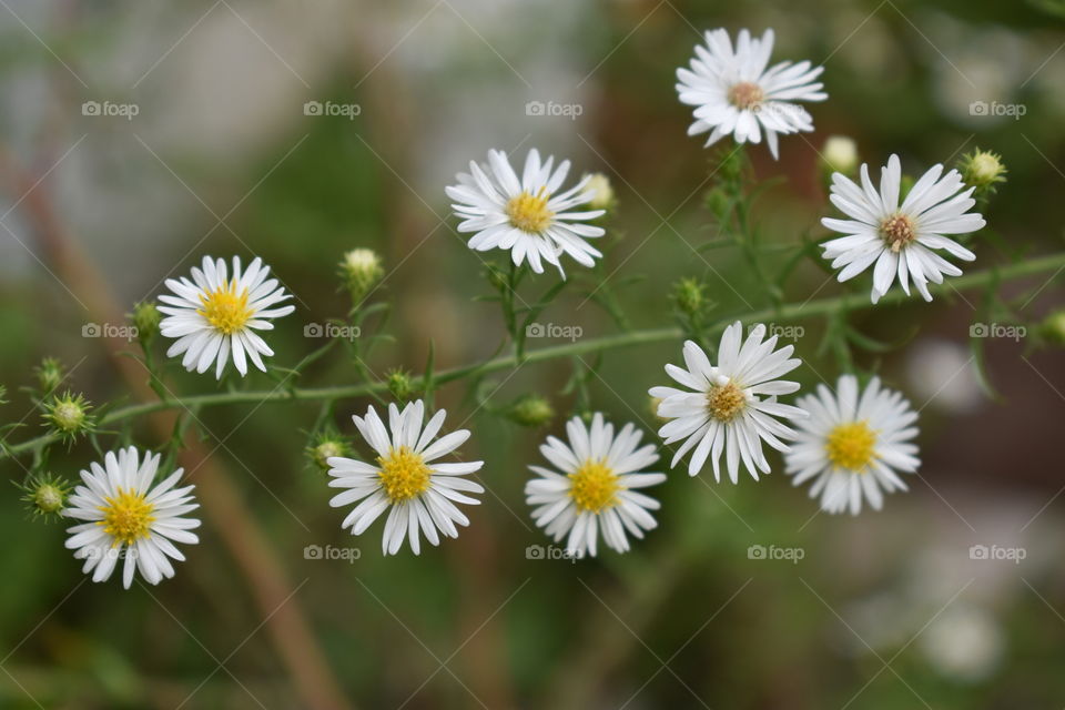 Pretty tiny white wildflowers by the house.