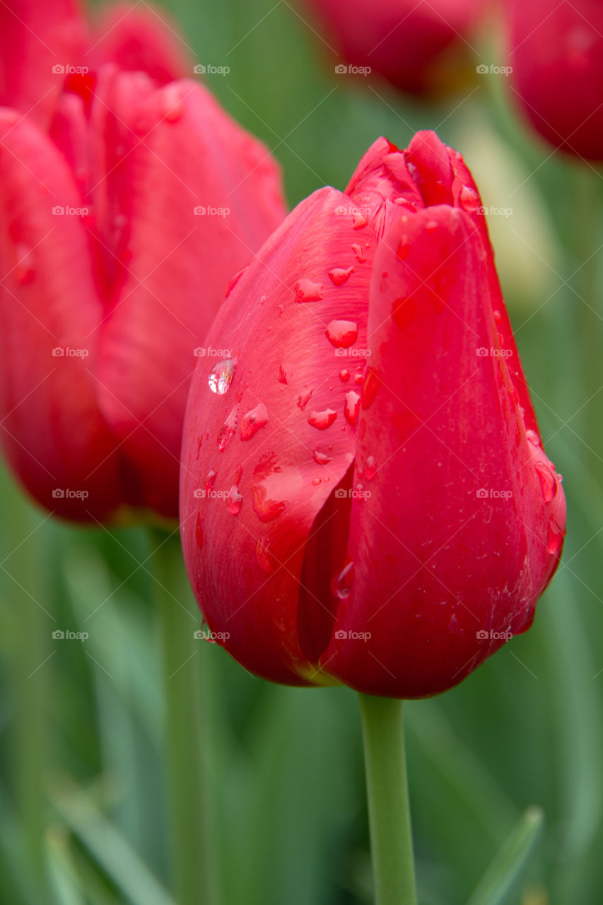 Tulips and water droplets 