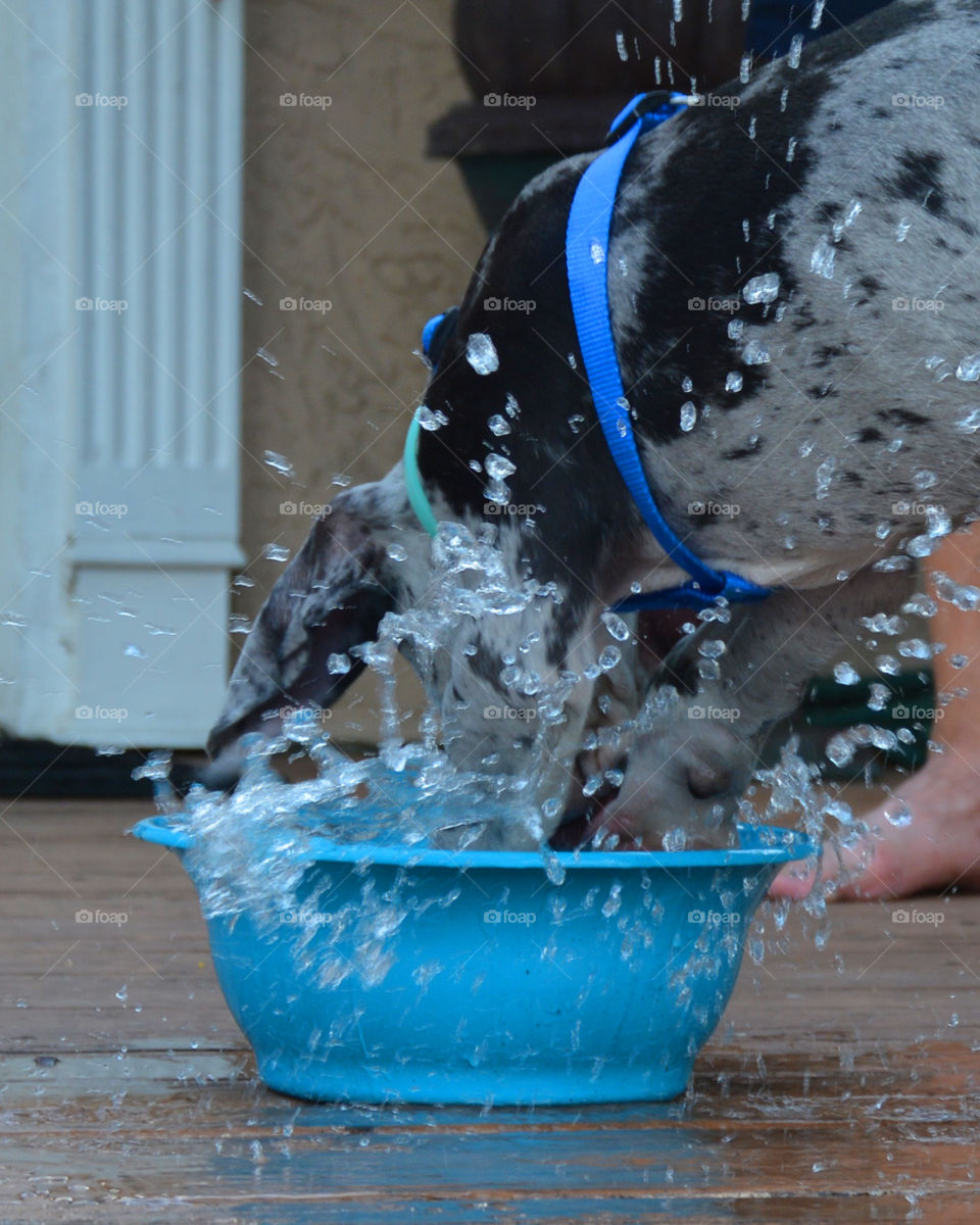 Digging in the water bowl 