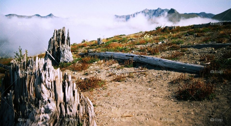 Stumps on Coldwater Ridge, Mt. Saint Helens National Monument, WA