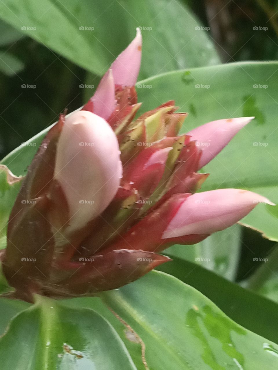 flowering costus Vargasii