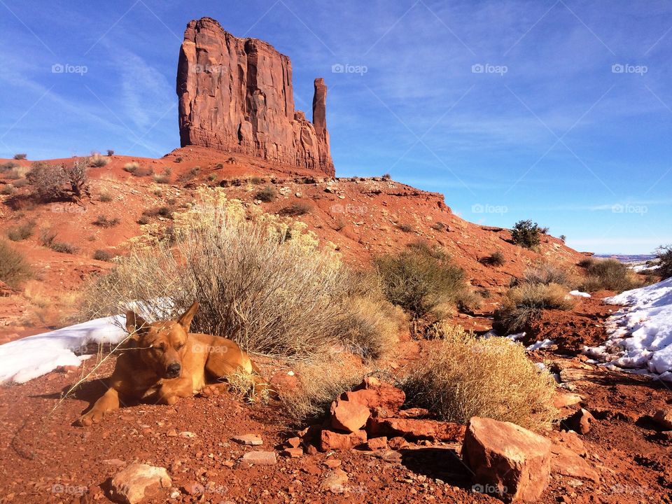 Guide Dog Monument Valley, Utah 