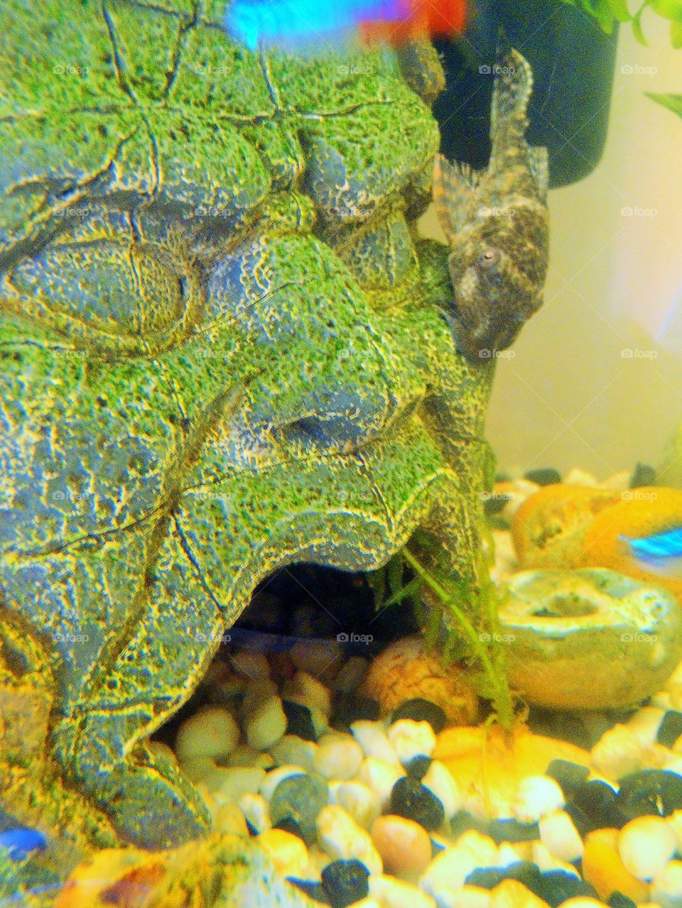 Pleco Fish like a leech 