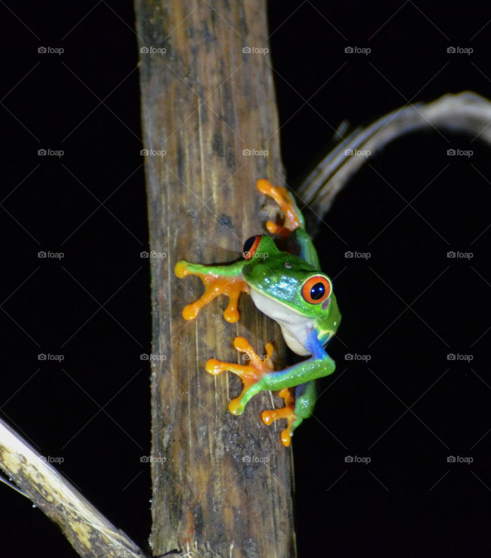 Close-up of tree frog